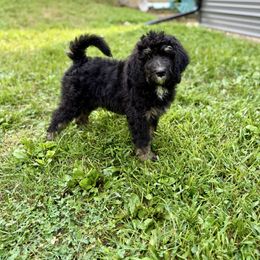 Macaroon - Phantom female Bernedoodle puppy in Pennsylvania from Bells Bernedoodles