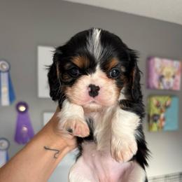 Muchacha - Tri-color female Cavalier King Charles Spaniel puppy in Spring Hill, Florida from Stardom Chihuahuas & CKCS