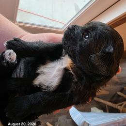 Baby girl purple - Black and gold female Shorkie puppy in Chipley, Florida from Relentless Homestead
