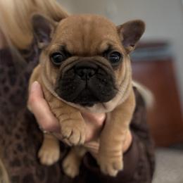 Zebulun - Fawn male French Bulldog puppy in Arkadelphia, Arkansas from Fralala Frenchies
