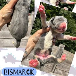BISMARCK - Blue male Great Dane puppy in Bolivar, New York from Prophecy Danes
