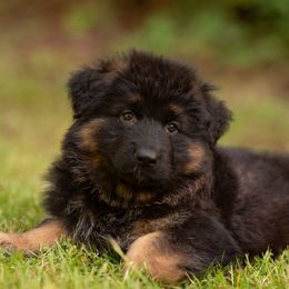 German Shepherd Puppies from Crescent Lake Shepherds
