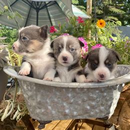 Pembroke Welsh Corgi Puppies from Corgitown