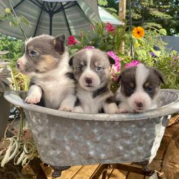Pembroke Welsh Corgi Puppies from Corgitown