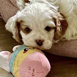 SAM - Blenheim Cavapoo puppy in Lexington, Kentucky from Callaway's Cavaliers