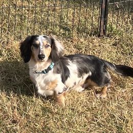 Boss - Black and cream male Dachshund puppy in Lincoln, Arkansas from Red Dirt Dachshunds