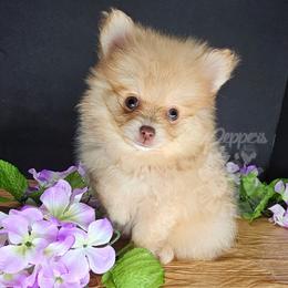 Pepper's Already Gone - Arlo - Orange sable male Pomeranian puppy in Plant City, Florida from Pepper's Pomeranians