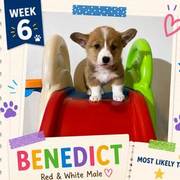 American Corgi and Pembroke Welsh Corgi Puppies from London Bridge Corgis