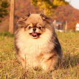 Black Parti Boy Pomeranian - Pomeranian