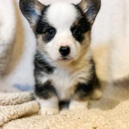 Pembroke Welsh Corgi Puppies from Shells’ Corgis