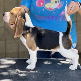 Beagle Puppies from Epic Beagles