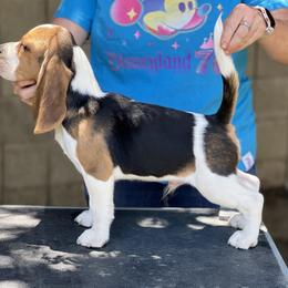 Beagle Puppies from Epic Beagles