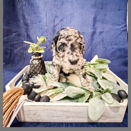 Arrow - Merle Goldendoodle puppy in Lake City, Florida from 224 Doodles and Poodles