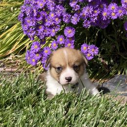 Pembroke Welsh Corgi Puppies from Whistling Wind Corgi’s
