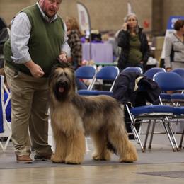 Briard All Grown Up from Davan's