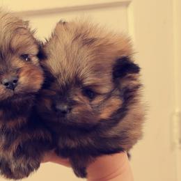 French Bulldog and Pomeranian Puppies from Purrs N Poms