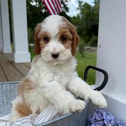 Farley - Tri-color male Cavapoo puppy in Bozrah, Connecticut from Cedar Creek Farms