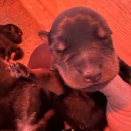 Puppy girl 2 - Black and mahogany female Rottweiler puppy in Yucaipa, California from Roush Rotts
