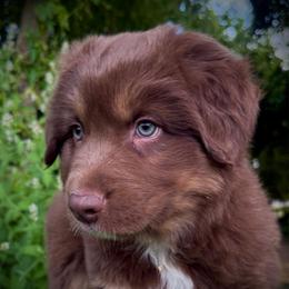 Pumba - Red tri-color male Australian Shepherd puppy in Smithfield, Utah from C&C Ranch