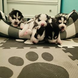 Maltese and Siberian Husky Puppies from Nyx’s Pack