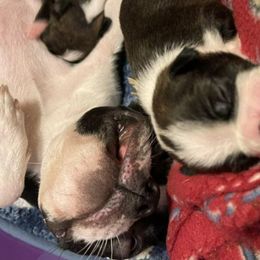 Boston Terriers from Tina Terry's Boston Terriers