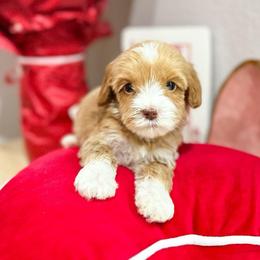 Florence - Caramel red male Australian Labradoodle puppy in Palmdale, California from Doodles_Ko