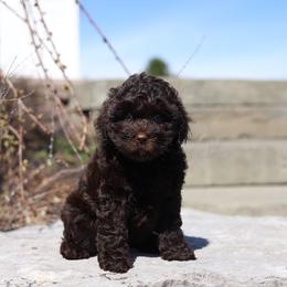 Blue - Chocolate male Australian Labradoodle puppy in Williamstown, New York from Lewis Manor Labradoodles