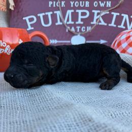 Eevee - Black female Bordoodle puppy in Canfield, Ohio from Poo's Doo's & Inu's