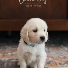 Golden Retriever Puppies from GoldenStory Retrievers
