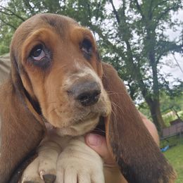 Daisy - Black brown and white female Basset Hound puppy in Fort Leonard Wood, Missouri from Ozark Hounds