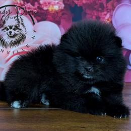 Latte - Black female Pomeranian puppy in Fultonville, New York from Sandy Aussies & Pomeranians