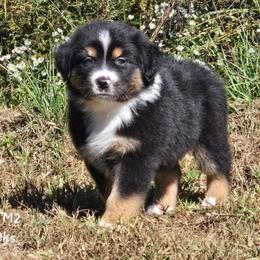 KB.BTM2 - Black tri male Miniature Australian Shepherd puppy in Deer Lodge, Tennessee from KSH Aussie Haven