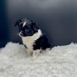 Louie - Black and white male Chihuahua puppy in Simpsonville, South Carolina from N&T's Chihuahuas