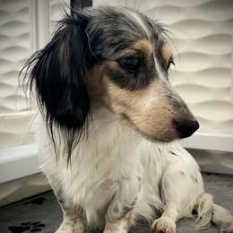Macie - Dachshund