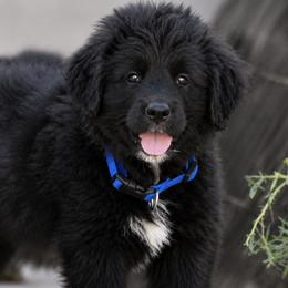 Bear - male Golden Mountain Dog puppy in Loveland, Colorado from Grateful Bernese & Gage's Goldens