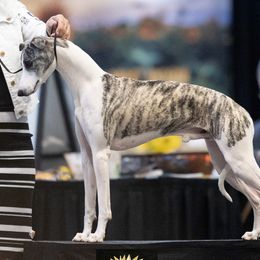 Kayce - Whippet