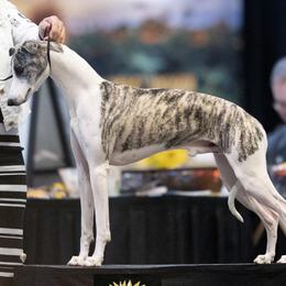 Kayce - Whippet