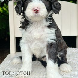 Widow - Brown and white female Portuguese Water Dog puppy in Asheville, North Carolina from Top Notch Portuguese Water Dogs
