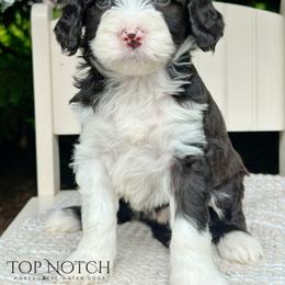 Widow - Brown and white female Portuguese Water Dog puppy in Asheville, North Carolina from Top Notch Portuguese Water Dogs