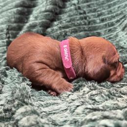 Ms Pink - Red female Dachshund puppy in Casa Grande, Arizona from Furever Doxie Paws