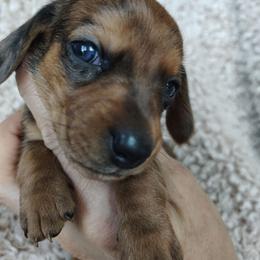 Boy 2 - Red male Dachshund puppy in Clayton, Indiana from Love Struck Miniature Dachshunds