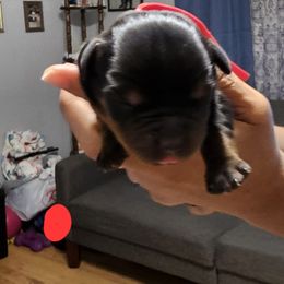 Boy 4 - Black and mahogany male Rottweiler puppy in Seale, Alabama from A & Y Guardian Rottweiler