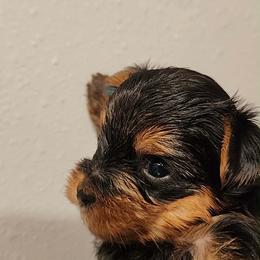 HF teal girl - Blue and gold female Yorkshire Terrier puppy in Alburnett, Iowa from Hobbs Shire Yorkies