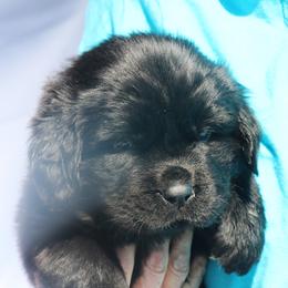 Daisy  Purple collar - Black female Newfoundland puppy in Kimball Twp, Michigan from Pine River Newfoundlands