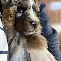 Australian Shepherd puppies from Flying L Aussies