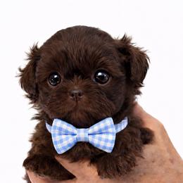 Patches - Chocolate male Shih Tzu puppy in Tallahassee, Florida from Bows and Bow Ties