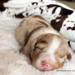 Australian Shepherd Puppies from HomeGrown Aussies