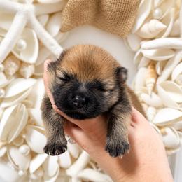 Buddy - Red sable male Pomeranian puppy in Big Pine Key, Florida from Kaleys Poms