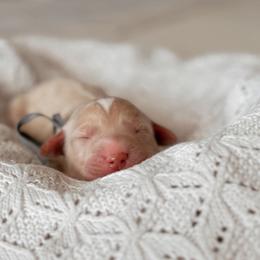 Big Sky, Boy - Cream male Goldendoodle puppy in Maricopa, Arizona from Desert Ridge Doodles