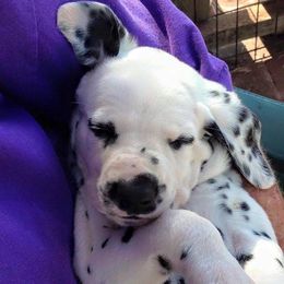 Dalmatian Puppies from Westview Dalmatians